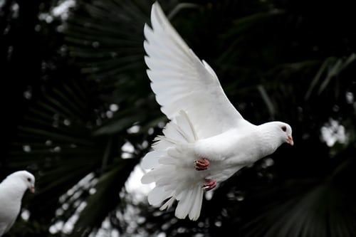 The Forgotten God – Who is the Holy Spirit?